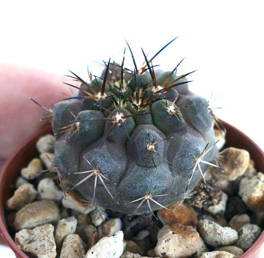 Close-up of Copiapoa serpentisulcata × Copiapoa griseoviolacea hybrid cactus in a small pot, showing a round dark green to violet body with deep ribs and long black spines.