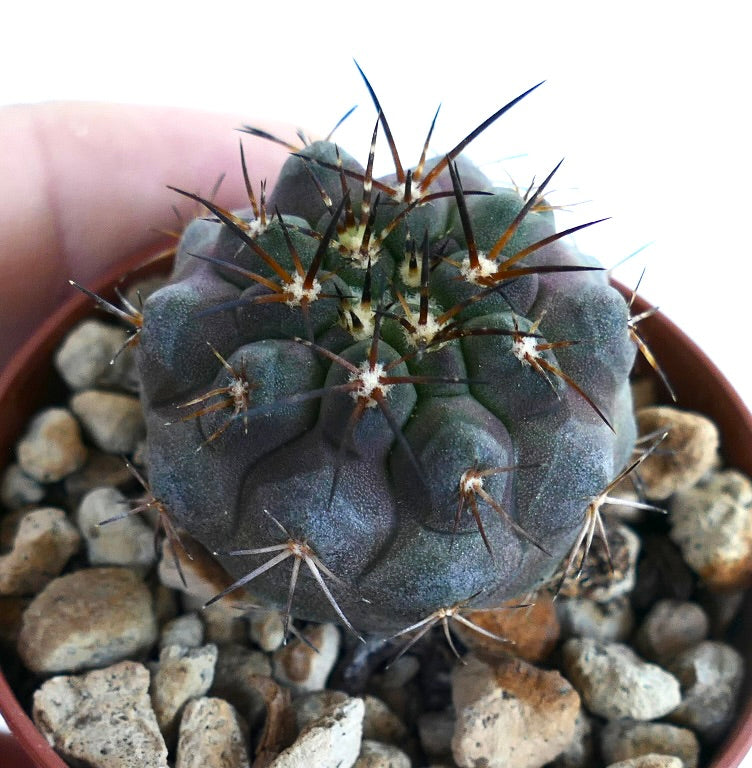 Top view of Copiapoa serpentisulcata × Copiapoa griseoviolacea, highlighting its symmetrical ribbed structure with clustered areoles and radiating dark spines.