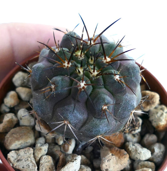 Top view of Copiapoa serpentisulcata × Copiapoa griseoviolacea, highlighting its symmetrical ribbed structure with clustered areoles and radiating dark spines.