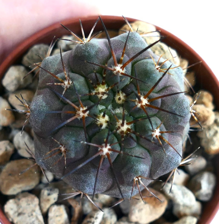 Potted Copiapoa serpentisulcata × Copiapoa griseoviolacea hybrid cactus, displaying its compact purple-green body with pronounced ribs and sharp contrasting spines.