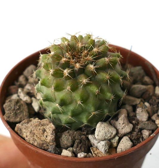 Copiapoa serpentisulcata X tenuissima small green cactus with short spines in rocky soil