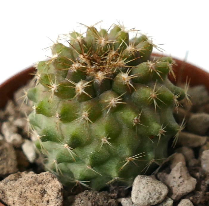 Copiapoa serpentisulcata X tenuissima small green cactus with sharp spines and textured surface