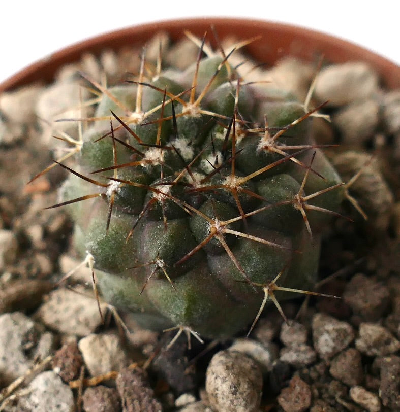 Copiapoa serpentisulcata small round cactus with long sharp brown spines and green body