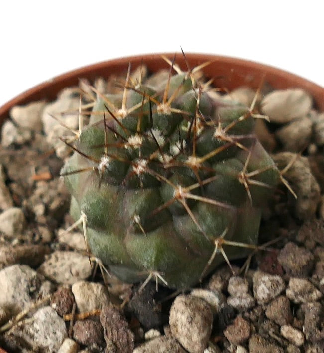 Copiapoa serpentisulcata small green cactus with long sharp brown spines in rocky soil