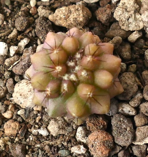 Copiapoa serpentisulcata small succulent cactus with rounded tubercles and short spines on rocky soil