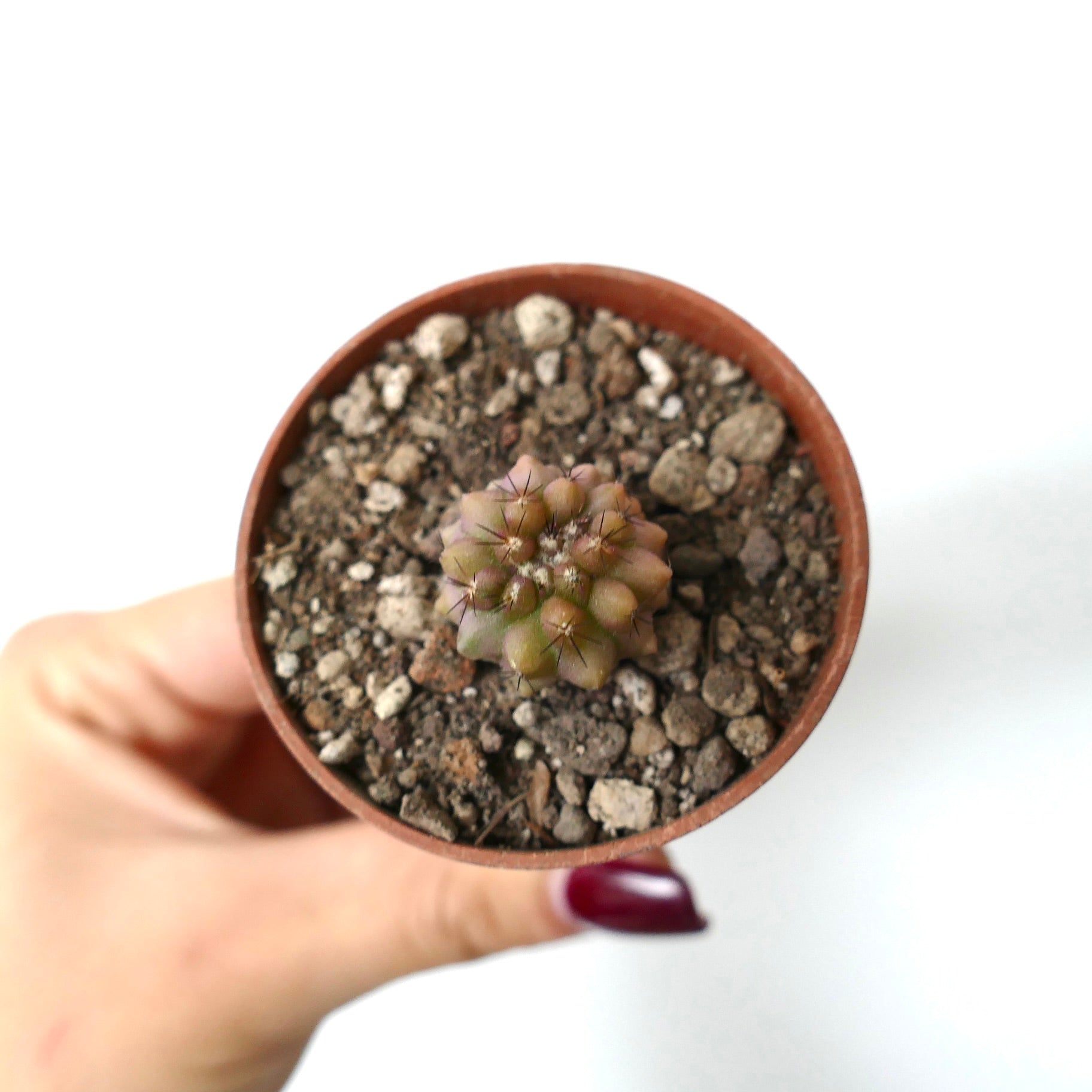 Copiapoa serpentisulcata small succulent cactus seedling with rounded tubercles and fine spines