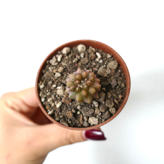 Copiapoa serpentisulcata small succulent cactus seedling with rounded tubercles and fine spines