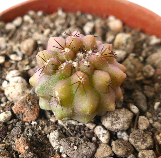 Copiapoa serpentisulcata small succulent cactus with purple-green tubercles and dark spines