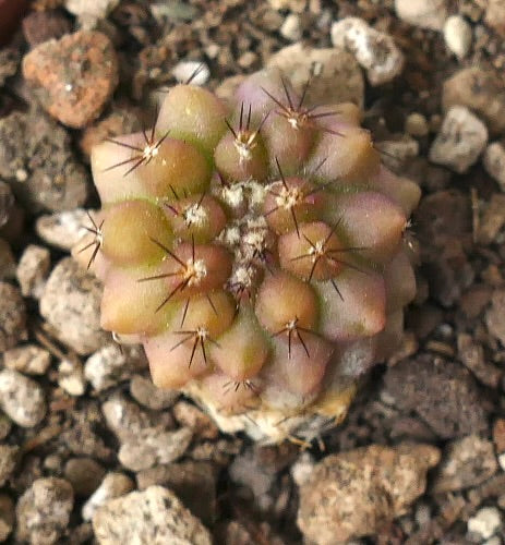 Copiapoa serpentisulcata small succulent cactus with rounded tubercles and dark spines