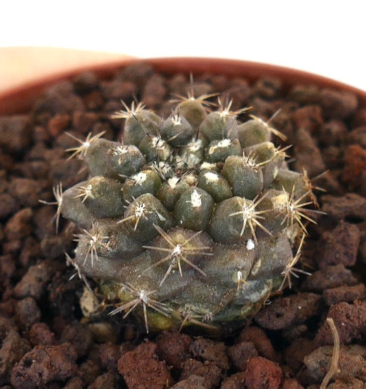Copiapoa serpentisulcata x Copiapoa goldii small succulent cactus with dense spines and textured surface