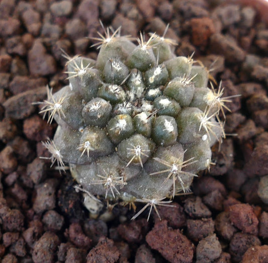 Copiapoa serpentisulcata x Copiapoa goldii rare small cactus with clustered tubercles and sharp spines