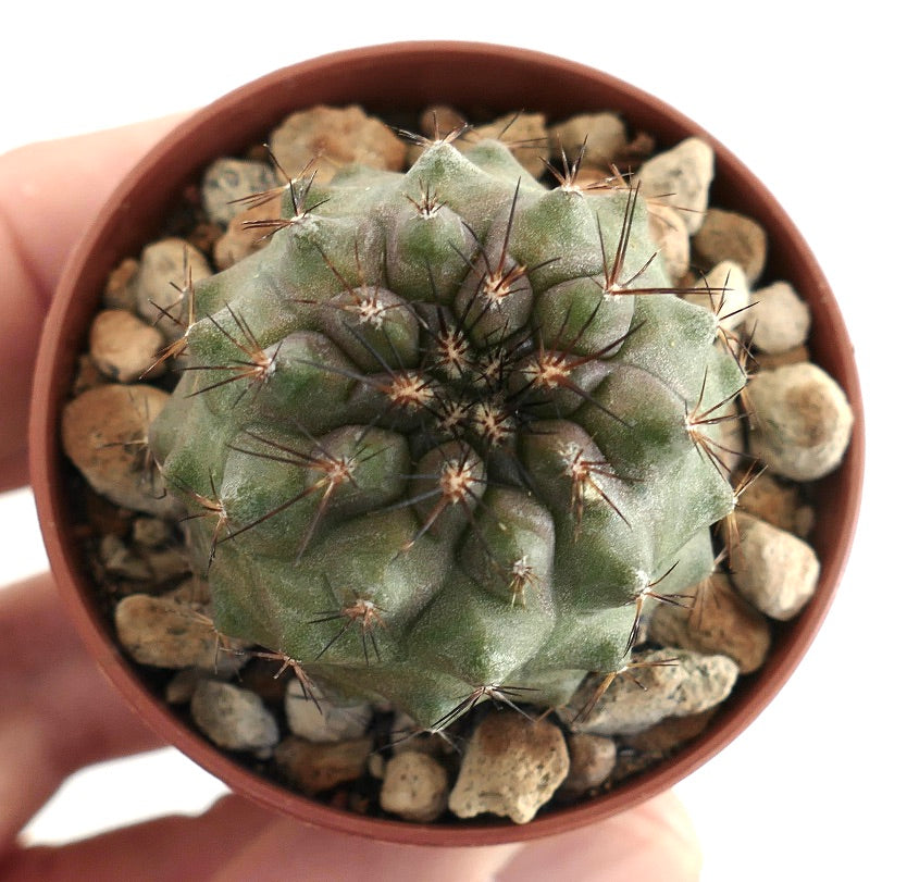 Copiapoa serpentisulcata x Copiapoa humilis side angle – Rounded cactus body with pronounced tubercles and sharp spines, shown in a clay pot with mineral soil mix.
