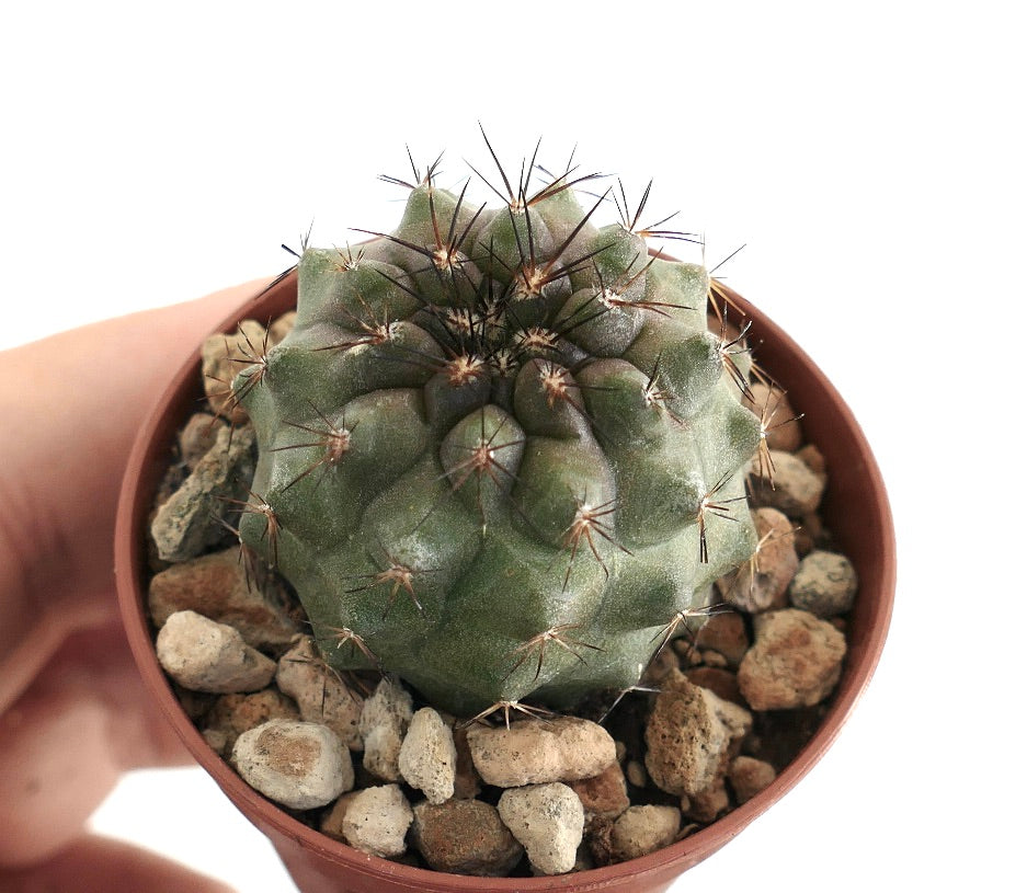 Copiapoa serpentisulcata x Copiapoa humilis top view – Round green cactus with ribbed segments and long dark spines, planted in a terracotta pot filled with coarse gravel.