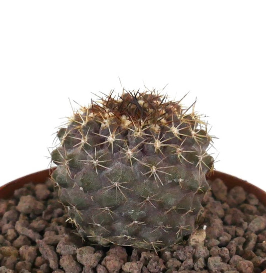 Copiapoa serpentisulcata x cinerea seltene Sukkulente Kaktee mit dichten braunen Dornen und abgerundeter Form
