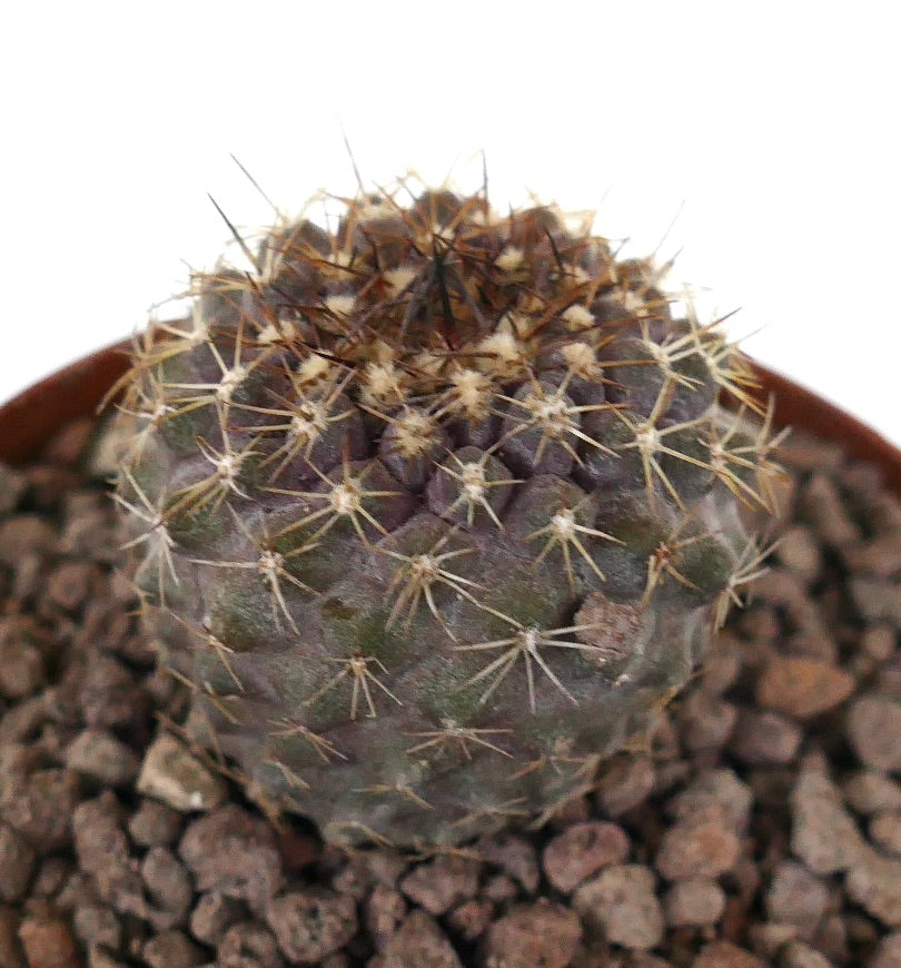 Copiapoa serpentisulcata x cinerea liten rund kaktus med tette pigger og teksturert overflate