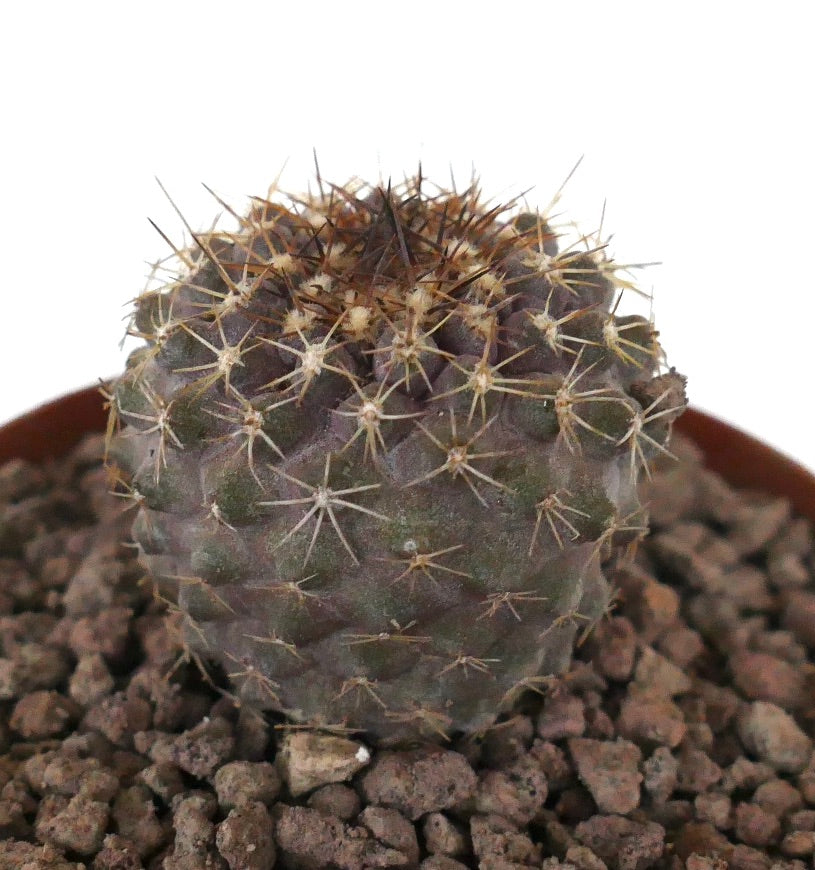 Copiapoa serpentisulcata x cinerea sjelden sukkulent kaktus med mørk lilla kropp og skarpe pigger