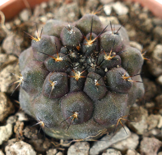 Copiapoa serpentisulcata x cinerea rare dark gray succulent cactus with sharp spines