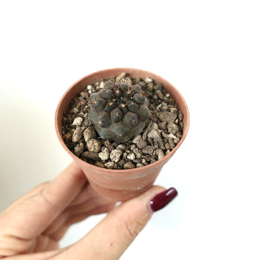 Copiapoa serpentisulcata x cinerea small dark gray succulent cactus with spines in pot