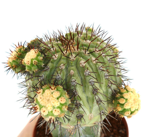 Copiapoa cinerea vetplant cactus met dichte donkere stekels en gele wollige areolen