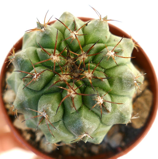 Copiapoa serpentisulcata x cinerea rare succulent cactus with thick green ribs and long brown spines