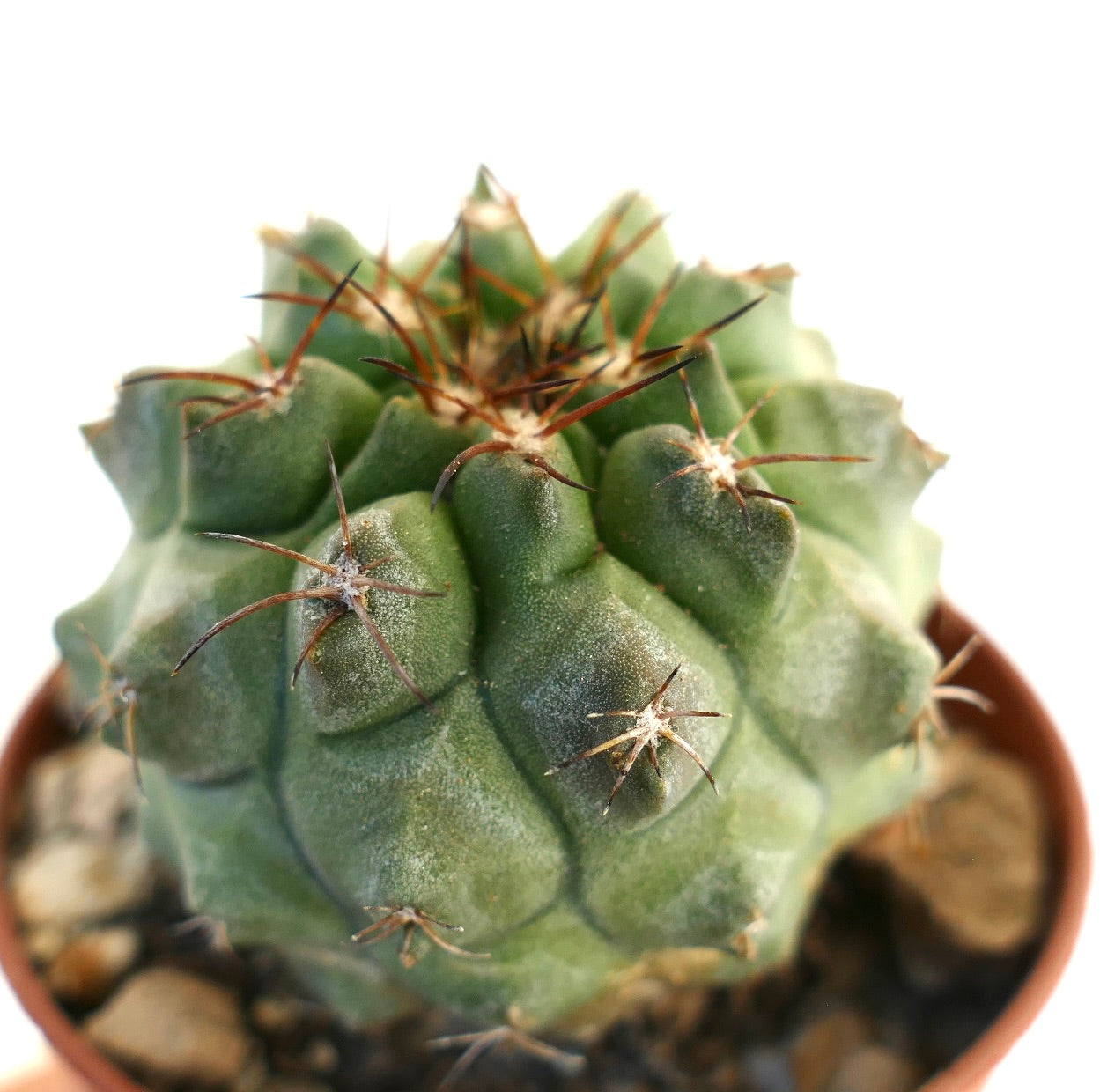 Copiapoa serpentisulcata x cinerea suculento cactus con tubérculos verdes gruesos y espinas marrones