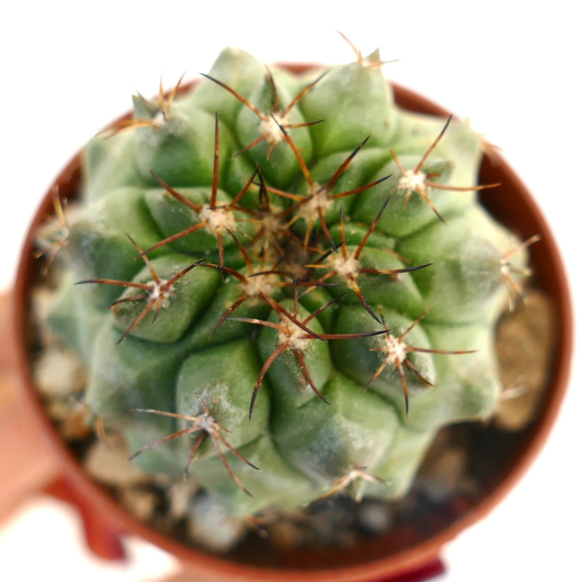 Copiapoa serpentisulcata x cinerea suculenta cactus con cuerpo verde acanalado y espinas marrones afiladas