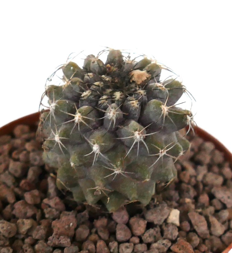 Kleiner runder Kaktus Copiapoa serpentisulcata x cinerea mit dichten weißen Dornen und strukturiertem grünem Körper