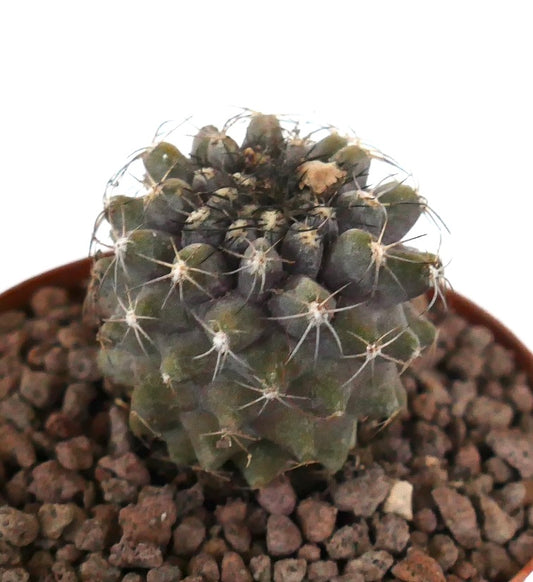 Kleiner runder Kaktus Copiapoa serpentisulcata x cinerea mit dichten weißen Dornen und strukturiertem grünem Körper