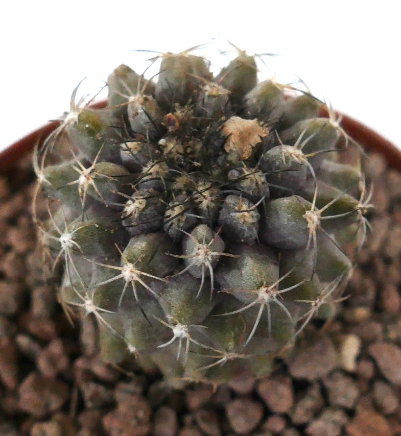 Kleiner Sukkulenten-Kaktus Copiapoa serpentisulcata x cinerea mit dunkelgrünen Stacheln und strukturierter Oberfläche