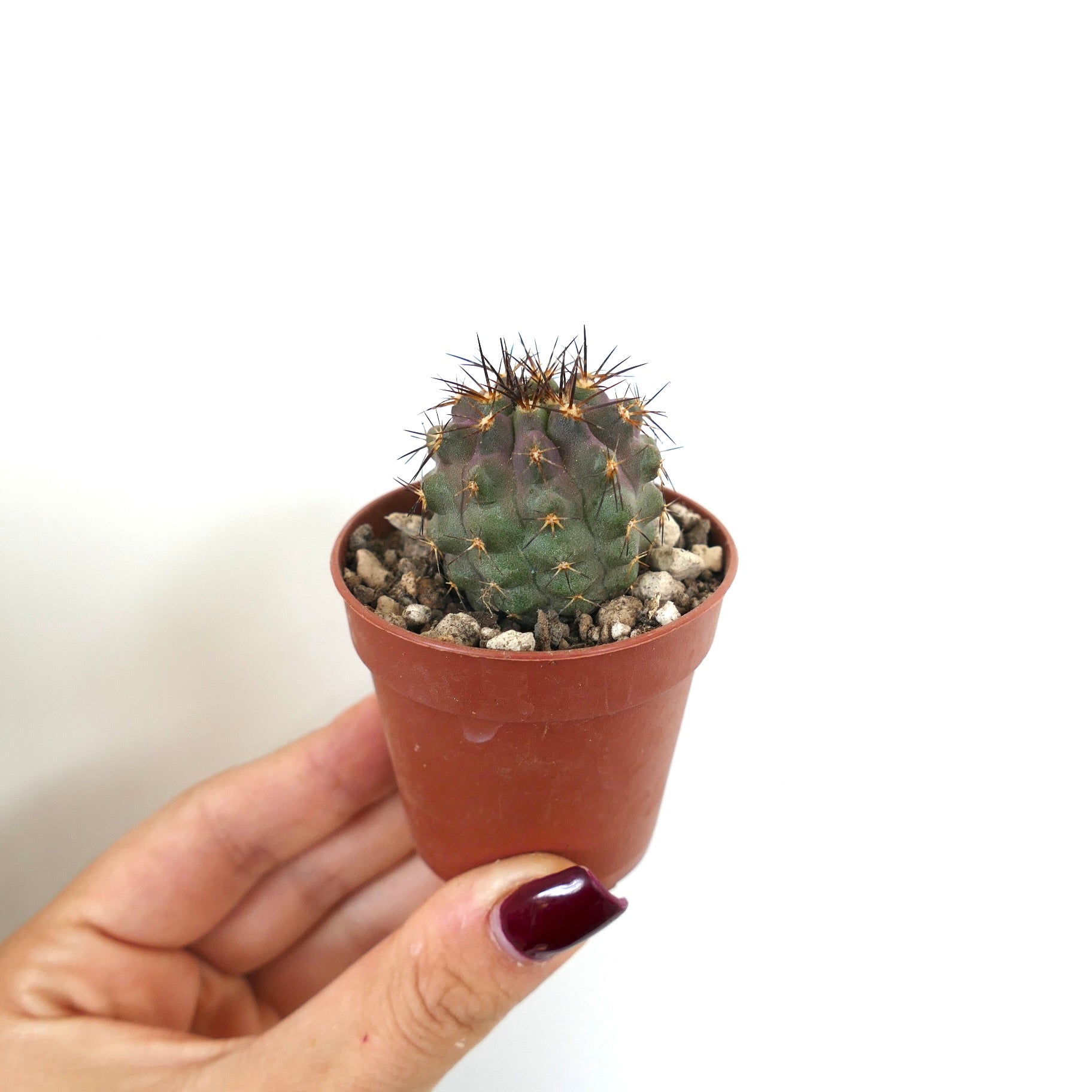 Copiapoa serpentisulcata x cinerea small round cactus with dark spines in terracotta pot