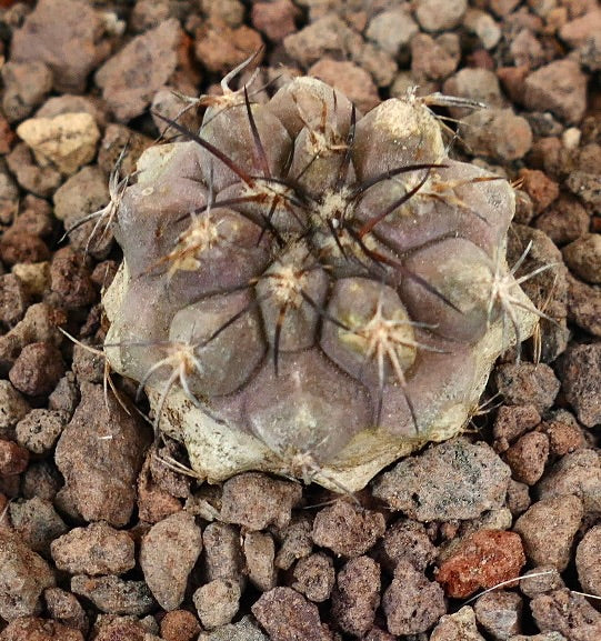 Copiapoa serpentisulcata x Copiapoa cinera seltener Sukkulenten-Kaktus mit gebogenen Dornen und strukturierter Oberfläche
