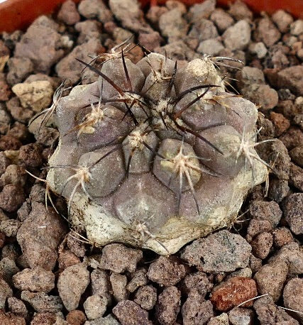Copiapoa serpentisulcata x Copiapoa cinera seltener Sukkulenten-Kaktus mit dicken Stacheln und strukturiertem graulichem Körper