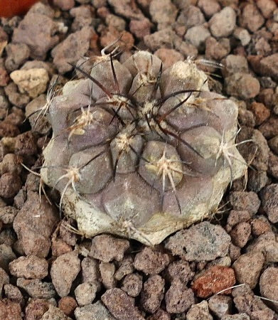 Copiapoa serpentisulcata x Copiapoa cinera seltener Sukkulenten-Kaktus mit dicken Stacheln und abgerundeten Rippen