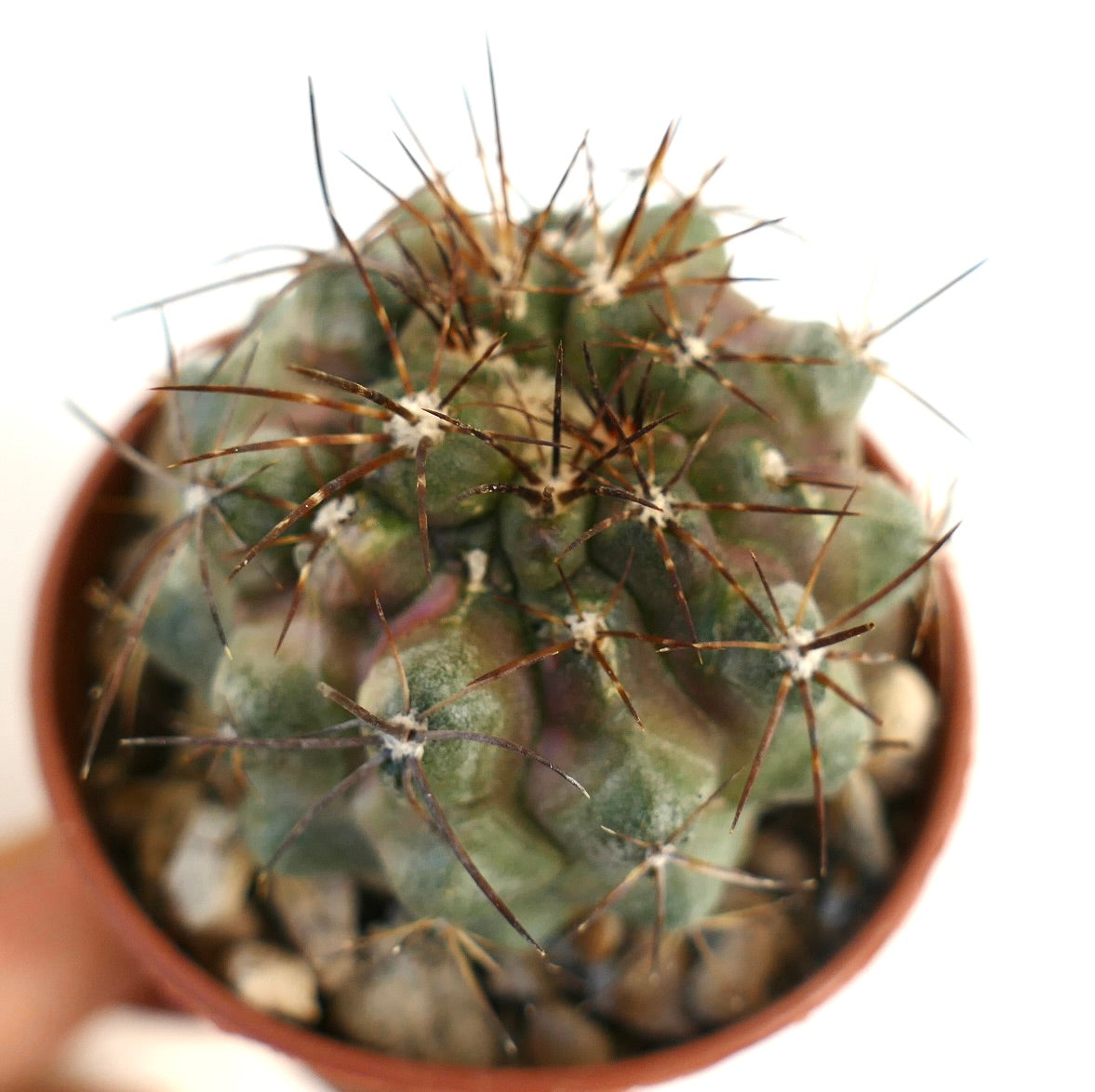 Copiapoa serpentisulcata x copiapoa cinerea rare succulent cactus with long brown spines in pot