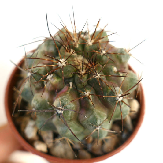 Copiapoa serpentisulcata x copiapoa cinerea rare succulent cactus with long brown spines in pot