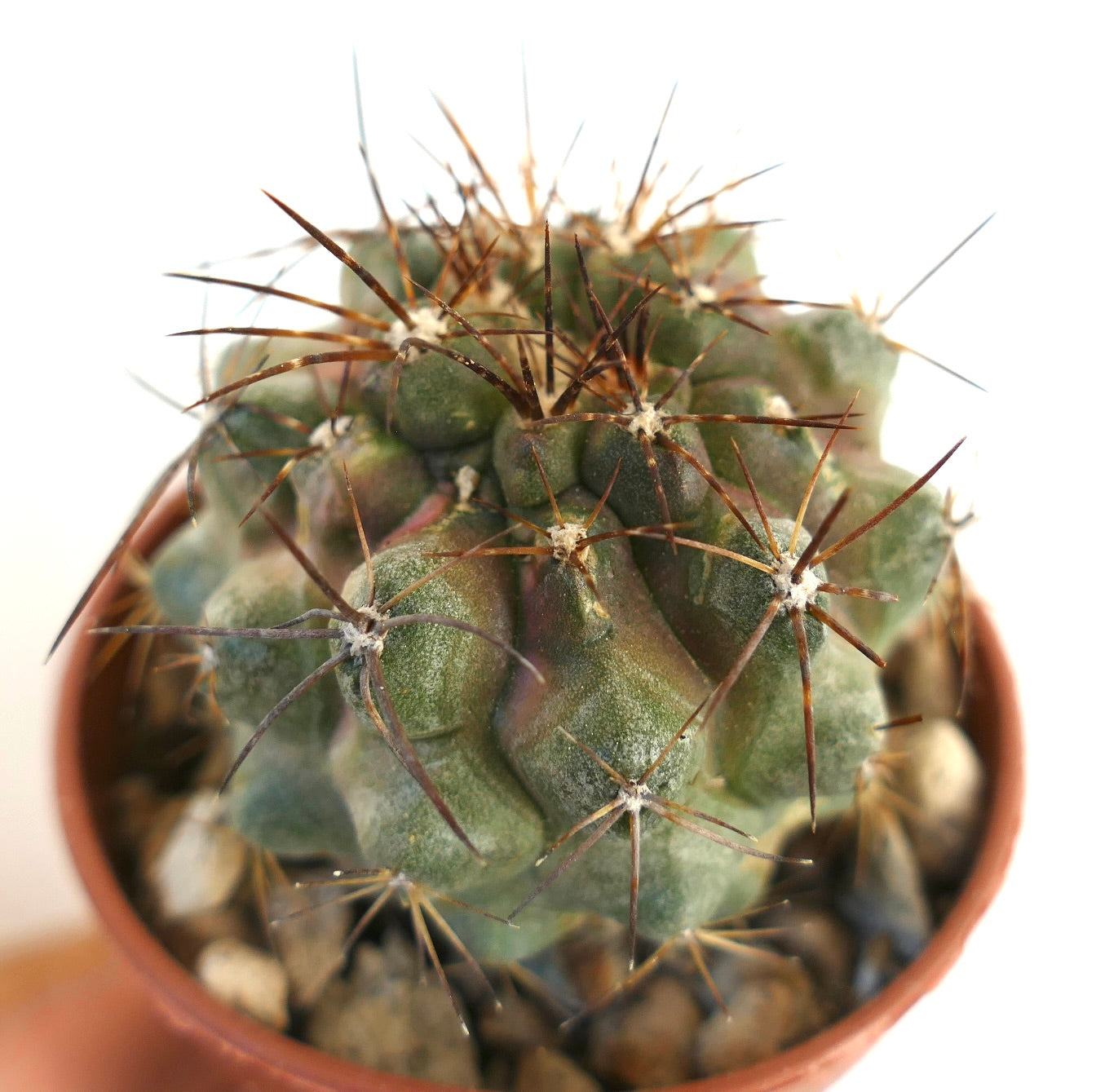 Copiapoa serpentisulcata x copiapoa cinerea succulent cactus with thick brown spines and textured green body