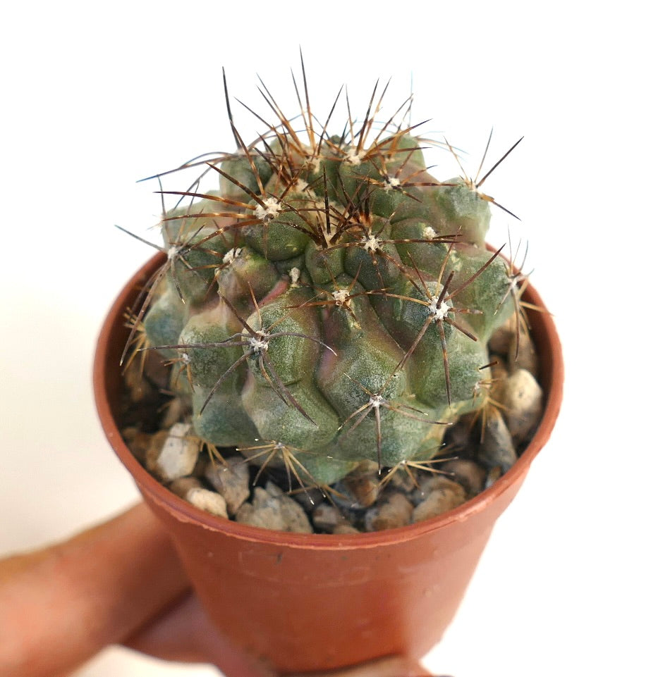 Copiapoa serpentisulcata x copiapoa cinerea succulent cactus with brown spines in small pot