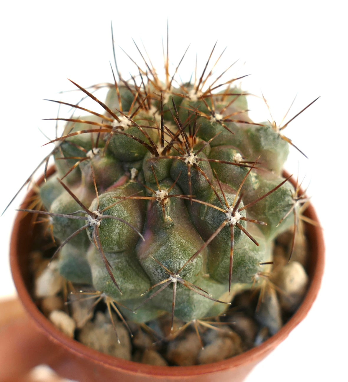 Copiapoa serpentisulcata x copiapoa cinerea rare succulent cactus with brown spines and textured green body