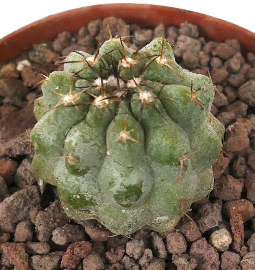 Kleine grüne Sukkulente Copiapoa serpentisulcata x Copiapoa cinerea nuda mit Stacheln und geriffelter Textur