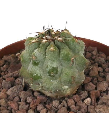 Kleiner grüner Kaktus Copiapoa serpentisulcata x Copiapoa cinerea nuda mit markanten Stacheln und strukturierter Oberfläche
