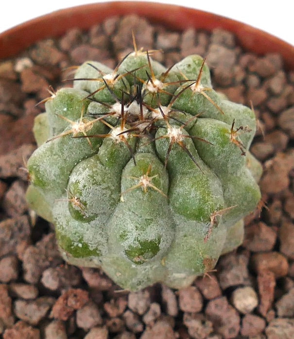 Copiapoa serpentisulcata x Copiapoa cinerea nuda seltener Sukkulenten-Kaktus mit grünen Warzen und scharfen Dornen