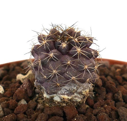 โคปิอาโพอา เซอร์เพนทิสัลคาตา x โคปิอาโพอา โกลดี้ กระบองเพชรอวบน้ำสีม่วงหายากพร้อมหนามแหลม