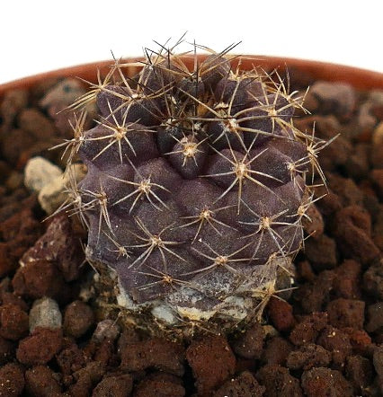 โคปิอาโพอา เซอร์เพนติซัลคาตา x โคปิอาโพอา โกลดี ไม้ล้มลุกแคคตัสสีม่วงหายากพร้อมหนามแหลมคม