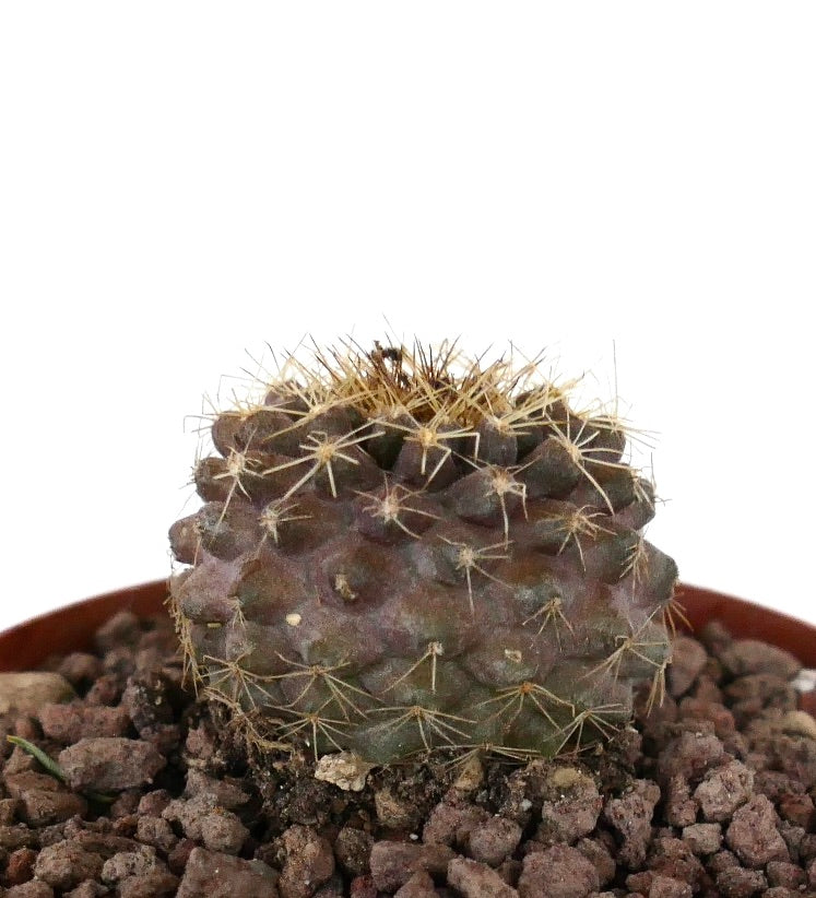 Copiapoa serpentisulcata x Copiapoa tenuissima seltener kleiner Kaktus mit braunen Dornen und strukturierter Oberfläche