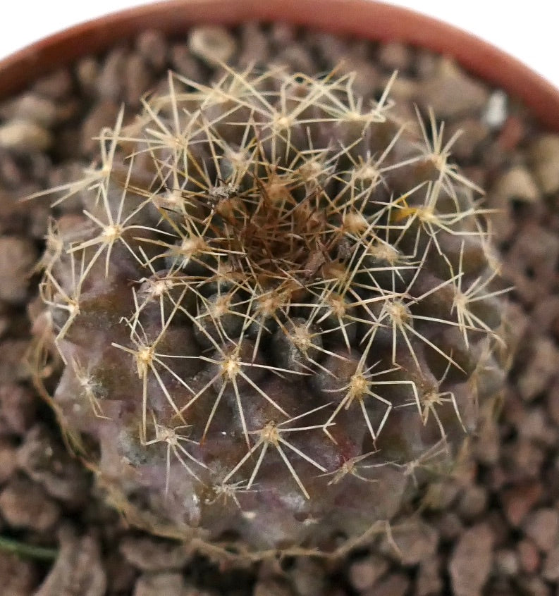 Kleiner runder Kaktus Copiapoa serpentisulcata x Copiapoa tenuissima mit dünnen gelben Dornen und strukturierter Oberfläche