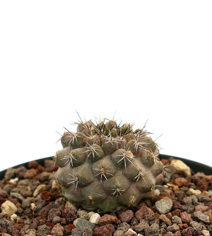 Copiapoa serpentisulcata x dura piccolo raro cactus succulento con spine raggruppate e superficie strutturata