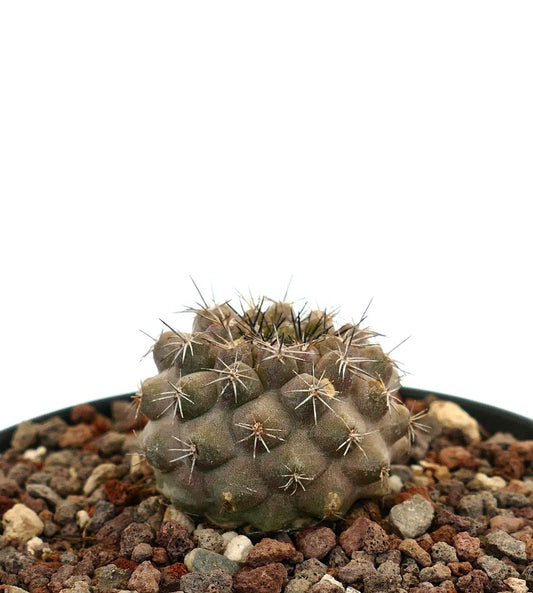 โคปิอาโพอา เซอร์เพนทิสัลคาตา x ดูรา กระบองเพชรอวบน้ำขนาดเล็กหายาก มีหนามช่อและผิวสัมผัสเป็นลวดลาย