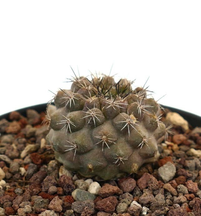 Copiapoa serpentisulcata x dura piccolo cactus rotondo con spine fitte e superficie strutturata