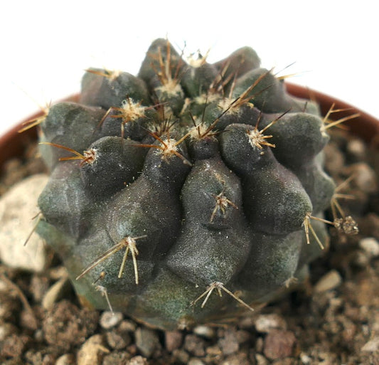 Copiapoa serpentisulcata x goldii rare dark green succulent cactus with long spines in soil