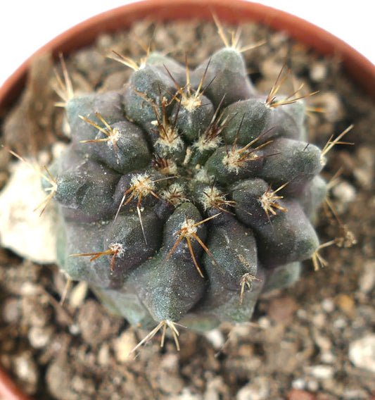 Copiapoa serpentisulcata x goldii rare succulent cactus with dark green tubercles and sharp spines